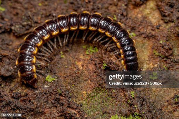 small long flange millipede,close-up of caterpillar on rock - myriapoda stock pictures, royalty-free photos & images