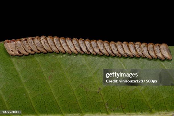 leaf katydid hatched eggs,close-up of caterpillar on leaf over black background - katydid stock pictures, royalty-free photos & images