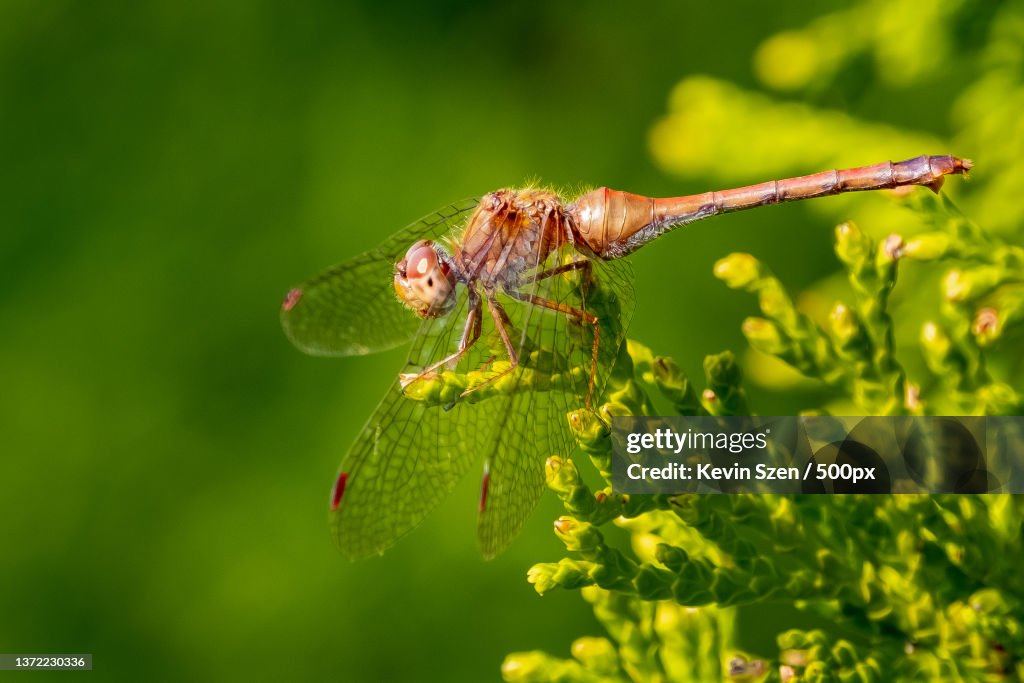 Autumn Meadowhawk Dragonfly Sympetrum vicinum female,Buffalo,New York,United States,USA