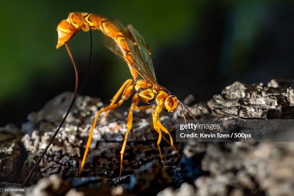 Long-tailed Giant Ichneumon Wasp Megarhyssa macrurus,Close-up of insect on rock,Kennebunk,United States,USA