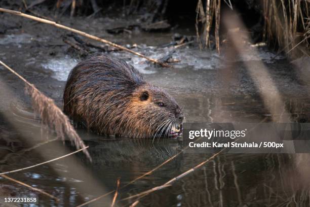 Nutria Eating Reeds 86 What Do Nutria Eat Stock Photos, High-Res Pictures, and Images ...