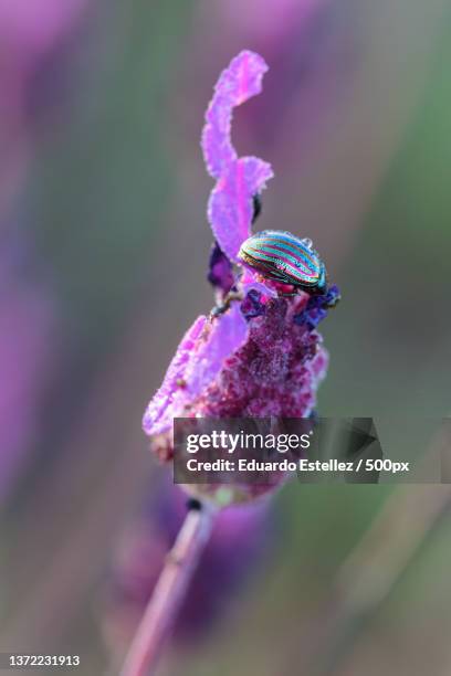 close-up of purple flower,spain - chrysolina stock pictures, royalty-free photos & images