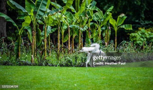 white male dog lifting his leg to pee on plants and grass in a public park - urinating stock pictures, royalty-free photos & images