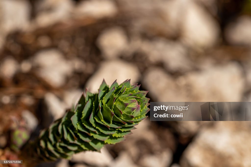 Rhodiola rosea fiore in montagna, primo piano sparare