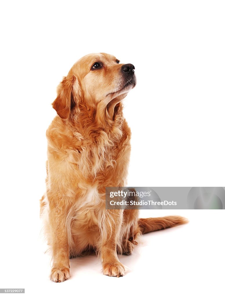 Golden retriever