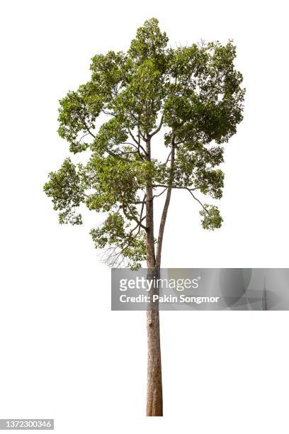 large green tree is isolated on a white background. clipping path - tropical deciduous forest stock pictures, royalty-free photos & images