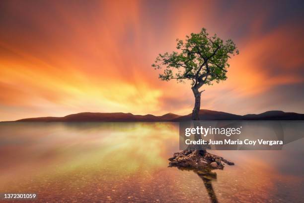 the lone oak tree of loch lomond - balmaha (glasgow, scotland, united kingdom) - majestic tree stock pictures, royalty-free photos & images