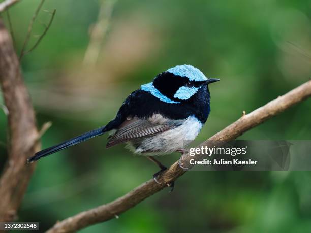 superb fairy wren in nature - wren stock pictures, royalty-free photos & images