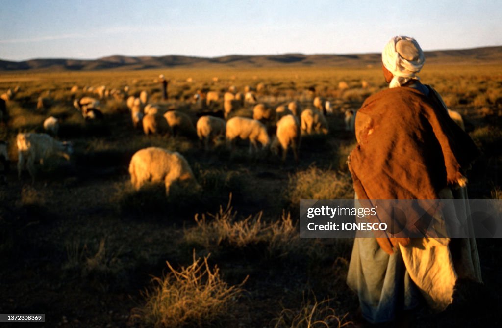 Berger de Djelfa 1959