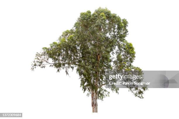 eucalyptus tree on a white background with a clipping path - eucalyptus background stock pictures, royalty-free photos & images