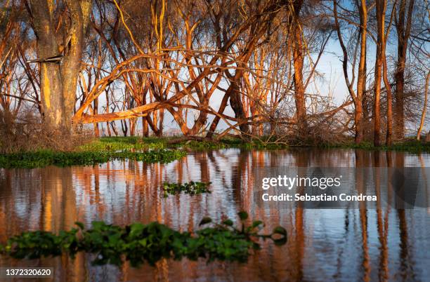 after the flood, morning sunrise, trees at lake naivasha, kenya travel. - see lake nakuru stock-fotos und bilder