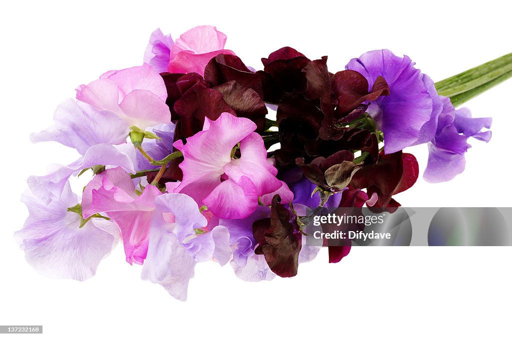 Bunch Of Sweet Pea Flowers