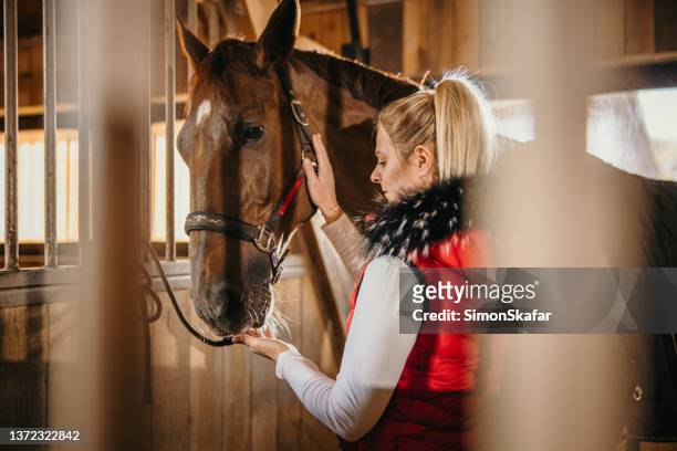 frau berührt und füttert ihr pferd auf der ranch - woman horse stock-fotos und bilder