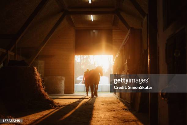 rear view of woman walking with horse - barn stock pictures, royalty-free photos & images