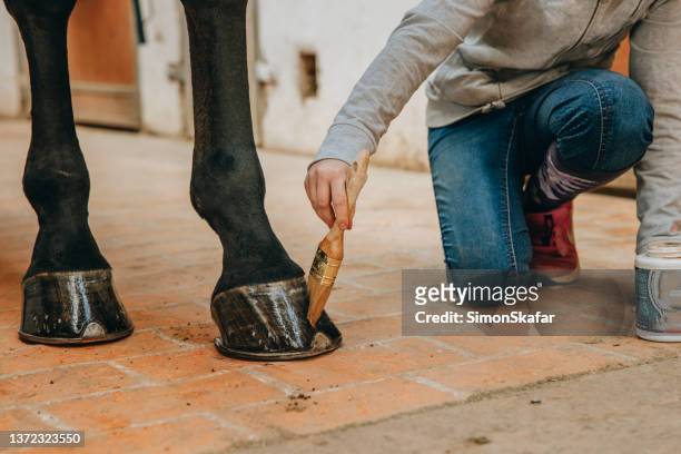 hands of little girl applying oil to horse hoof - horse hoof stock pictures, royalty-free photos & images