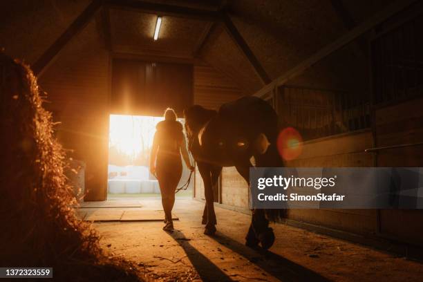 vista trasera de una mujer caminando con caballo fuera del granero - 1 woman 1 horse fotografías e imágenes de stock