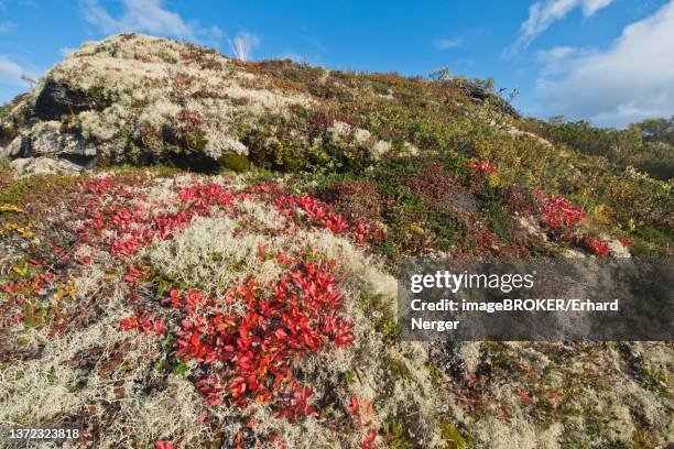 kinnikinnick (arctostaphylos uva-ursi) and reindeer lichen (cladonia rangiferina) in the mountains, dovrefjell-sundalsfjella national park, norway - arctostaphylos uva ursi stock-fotos und bilder