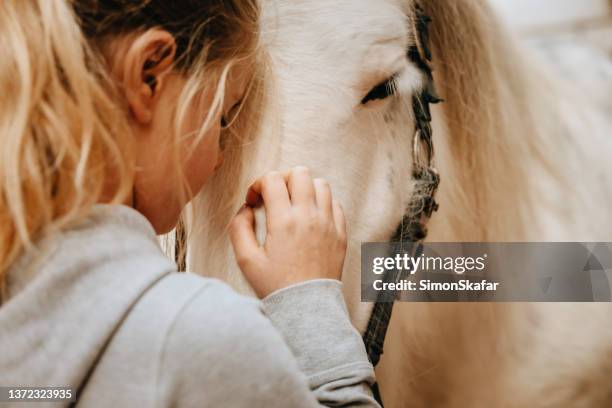 nahaufnahme des kleinen mädchens, das sich um das pferd kümmert - horses stock-fotos und bilder