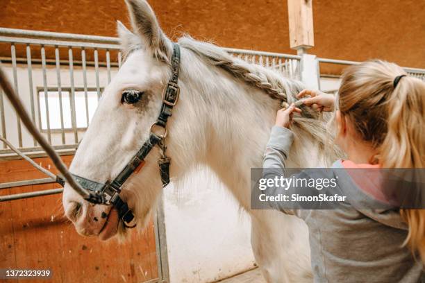 little girl making braid of horse hair - braids stock pictures, royalty-free photos & images