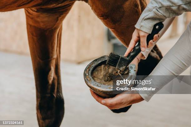 close up of girl cleaning horse hoof - hoof stock pictures, royalty-free photos & images