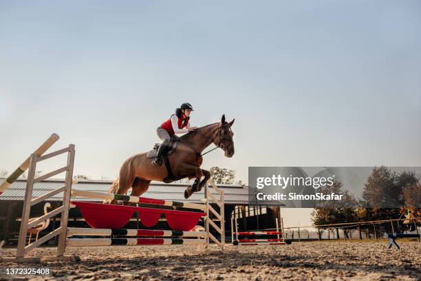 giovane fantino donna a cavallo che salta l'ostacolo - salto ostacoli equestre foto e immagini stock