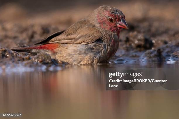 Fire Finch Fire Finch Photos and Premium High Res Pictures - Getty Images