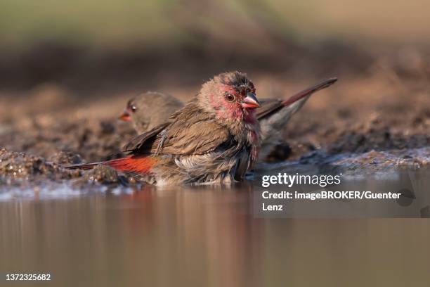 Fire Finch Fire Finch Photos and Premium High Res Pictures - Getty Images