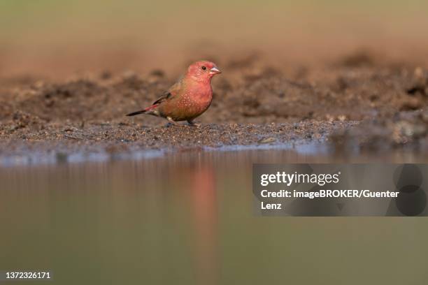 Fire Finch Fire Finch Photos and Premium High Res Pictures - Getty Images