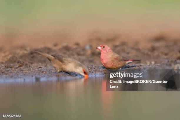 Fire Finch Fire Finch Photos and Premium High Res Pictures - Getty Images