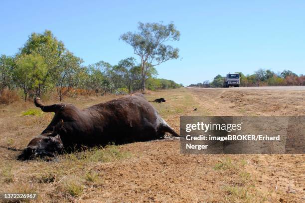 roadside roadkill of domestic cattle (bos taurus), kimberley - roadkill stock pictures, royalty-free photos & images