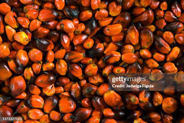 palm nuts in liberia, west africa. - oil palm seed stock pictures, royalty-free photos & images