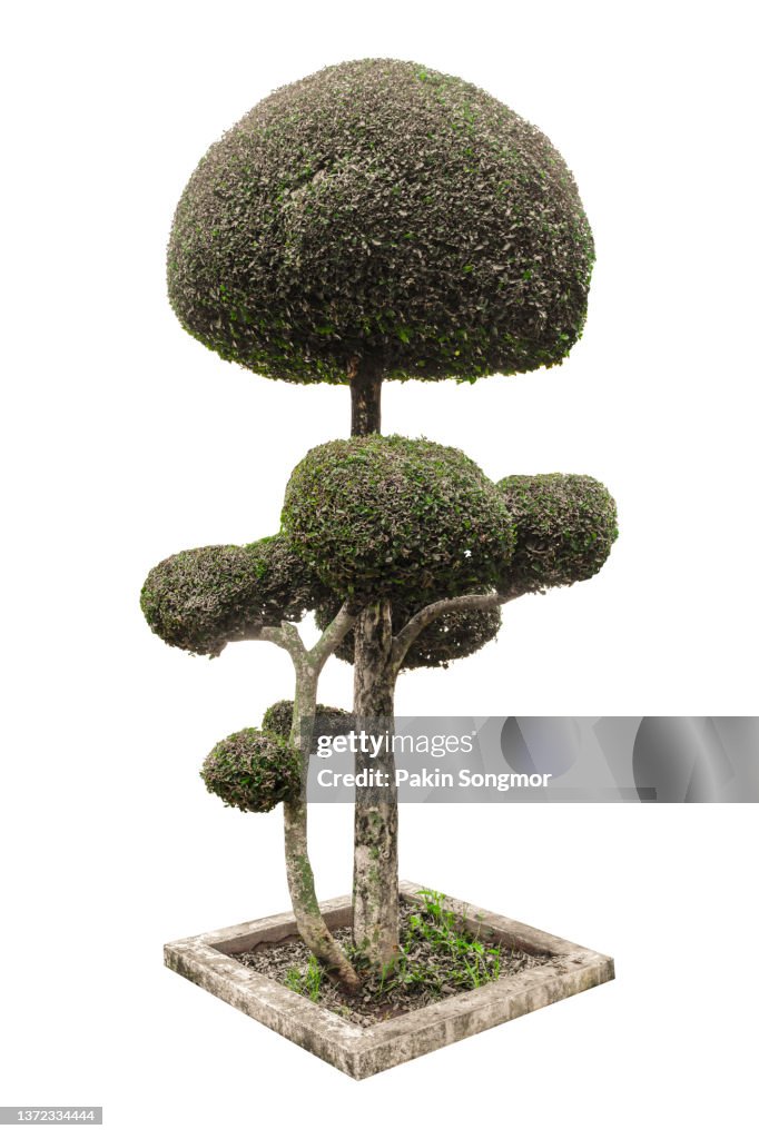 Bonsai tree against an isolated white background. clipping path