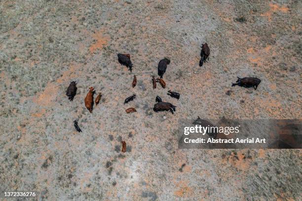 drone shot above a group of cattle lying down in the wilderness, free state, south africa - wild cattle stock-fotos und bilder