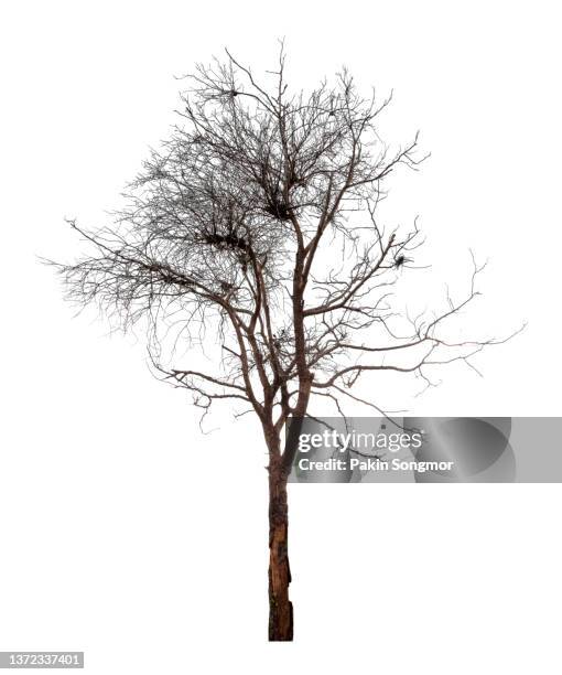 dead tree against isolated on a white background. clipping path - twisted tree stock pictures, royalty-free photos & images