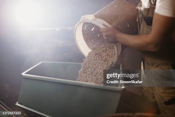 farmer pour grains of wheat into machine with bucket - cereal plant imagens e fotografias de stock