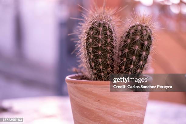 stenocereus thuberti cacti - organ pipe coral stock pictures, royalty-free photos & images