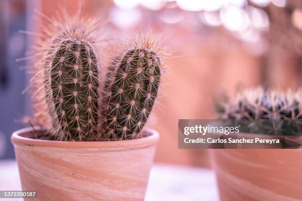 stenocereus thuberti cacti - organ pipe coral stock pictures, royalty-free photos & images