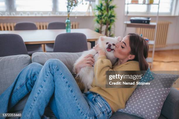 an attractive smiling girl hugs her little white cute dog while lying on the sofa - pomeranian stock pictures, royalty-free photos & images