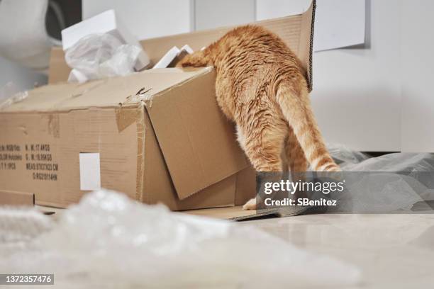 a curious kitten crawls into a cardboard box - cat box foto e immagini stock