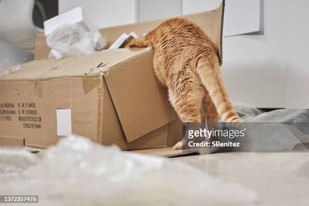 a curious kitten crawls into a cardboard box - cat back stockfoto's en -beelden