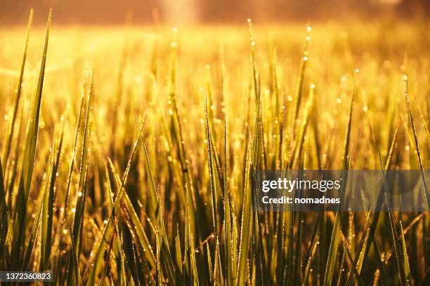 close up of golden rice - 稲 ストックフォトと画像