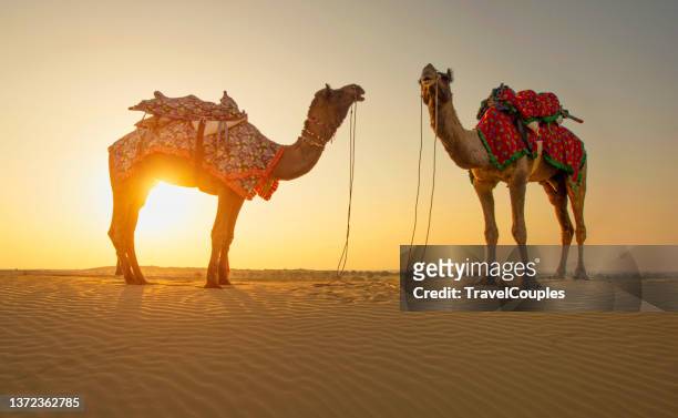 rajasthan travel background. camels silhouettes in dunes of thar desert on sunset. jaisalmer, rajasthan, india. arab camel in desert wildlife - 隊商 ストックフォトと画像
