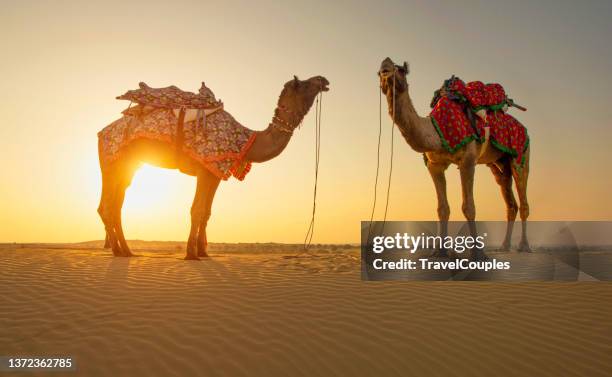 rajasthan travel background. camels silhouettes in dunes of thar desert on sunset. jaisalmer, rajasthan, india. arab camel in desert wildlife - camel train stock pictures, royalty-free photos & images