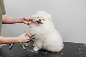 Female is grooming and trimming pomeranian spitz in salon