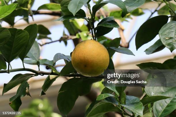 orange fruit - dekopon stock pictures, royalty-free photos & images