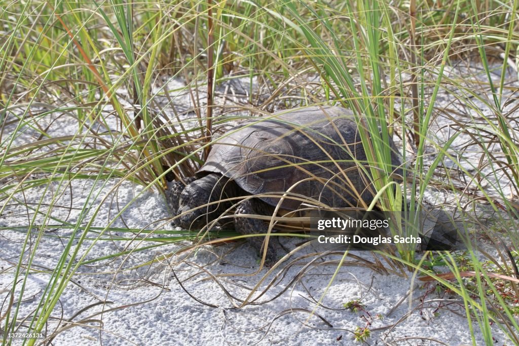 Tortoise in the wild