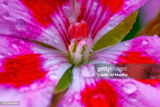 shiny water drops - geranium photos et images de collection