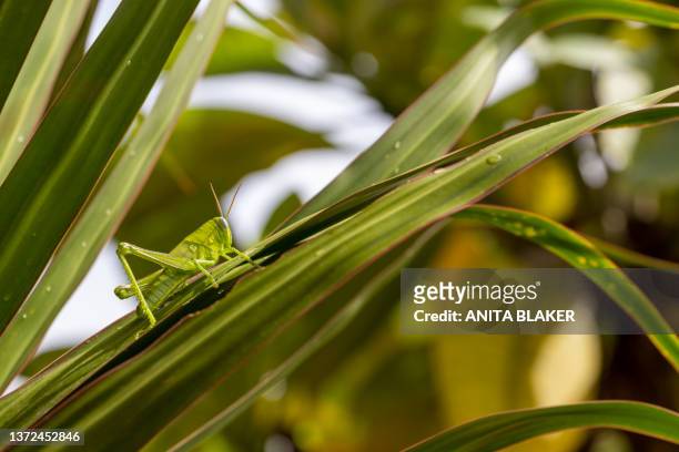 grasshopper - wanderheuschrecke stock-fotos und bilder