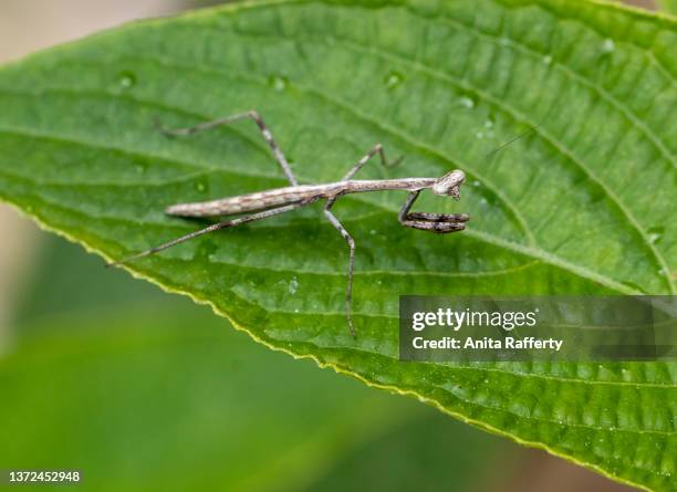Stick Insects In Australia Australian Stick Insect Photos and Premium High Res Pictures - Getty Images