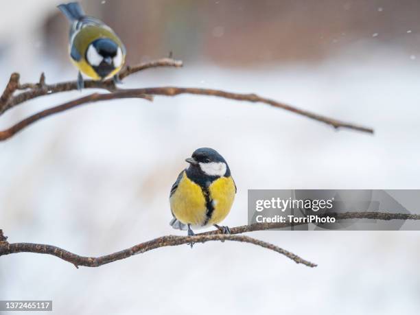 close-up great tit perching on twig against white blurred background in winter garden - titmouse stock pictures, royalty-free photos & images